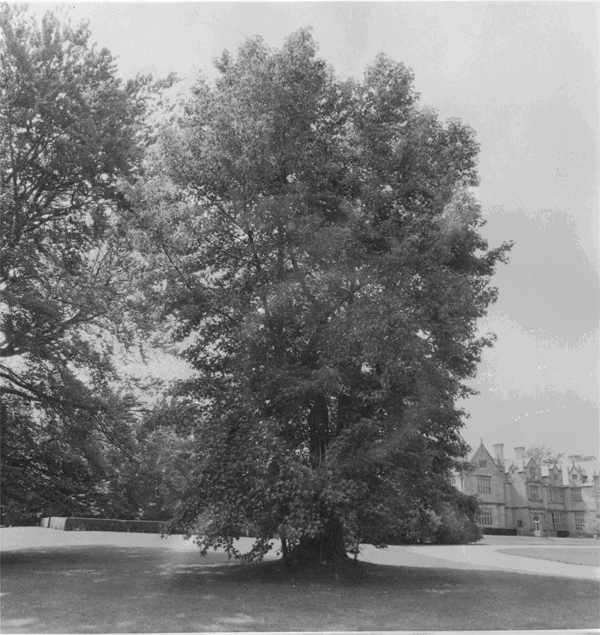 Salve Trees