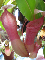 Pitcher Plant