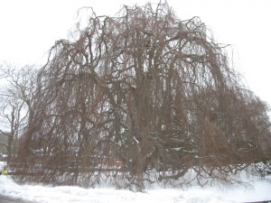 European weeping beech, located behind McKillop Library

