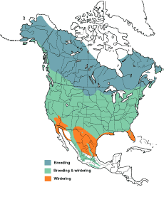 Range of American Robin